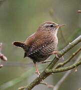 Eurasian Wren