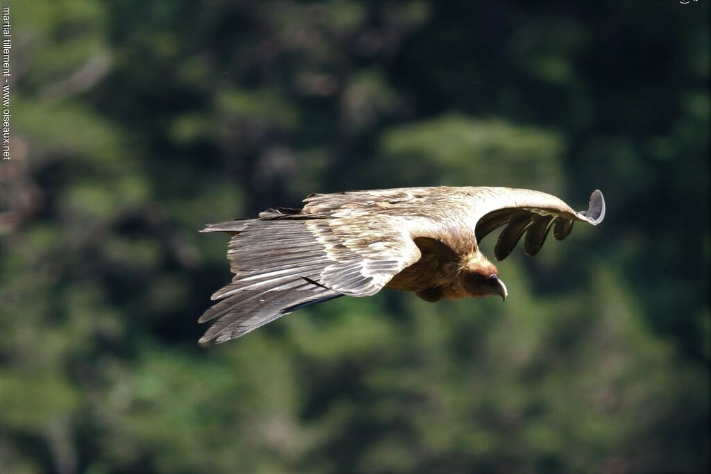 Griffon Vulture