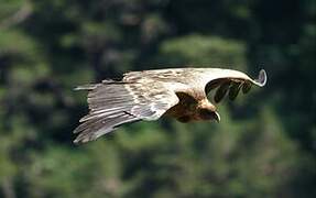 Griffon Vulture