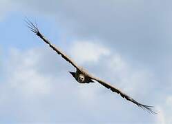 Griffon Vulture