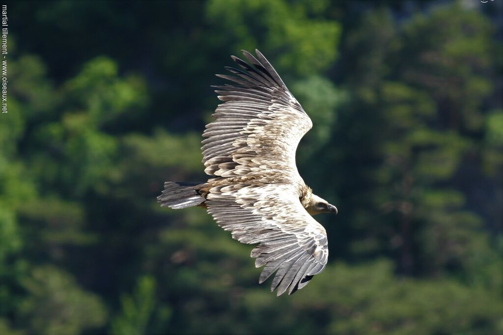 Griffon Vulture