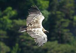 Griffon Vulture