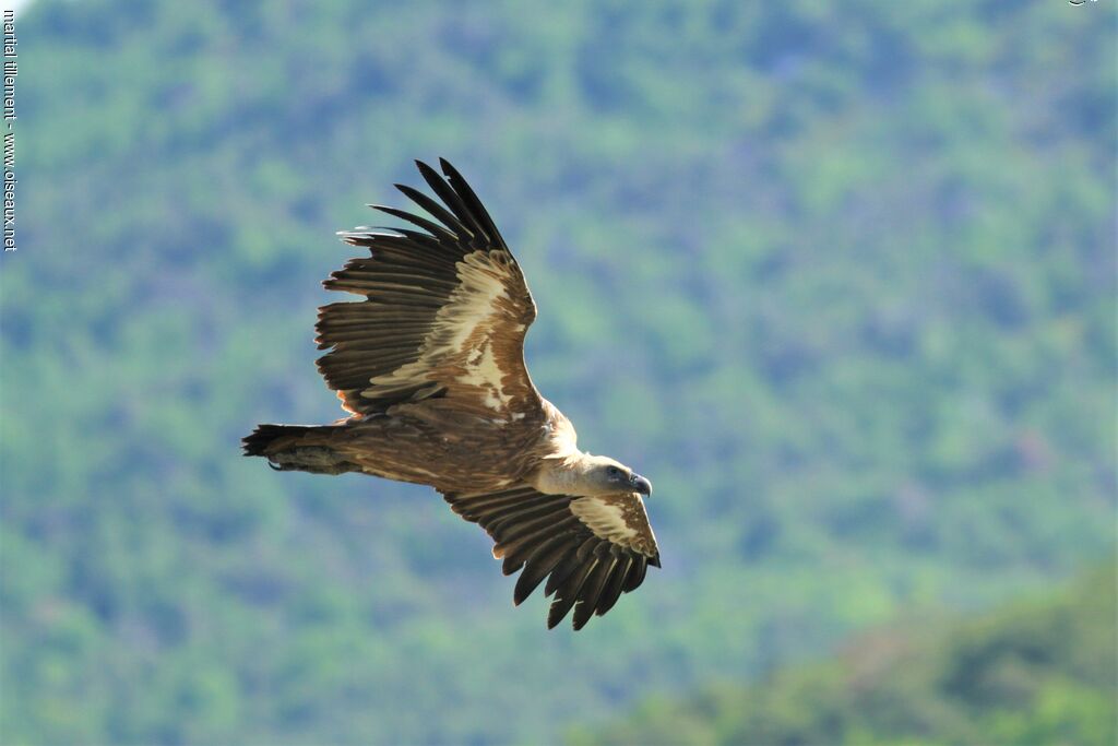 Griffon Vulture