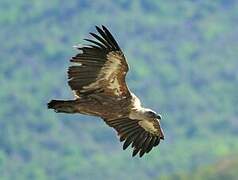 Griffon Vulture