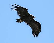 Cinereous Vulture