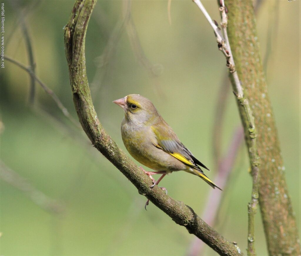 European Greenfinch male