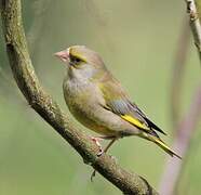 European Greenfinch