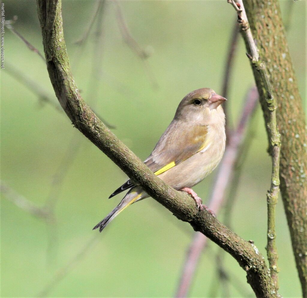 European Greenfinch female