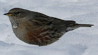 Alpine Accentor