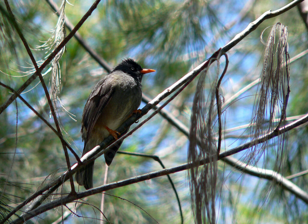 Reunion Bulbul