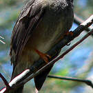 Bulbul de Bourbon