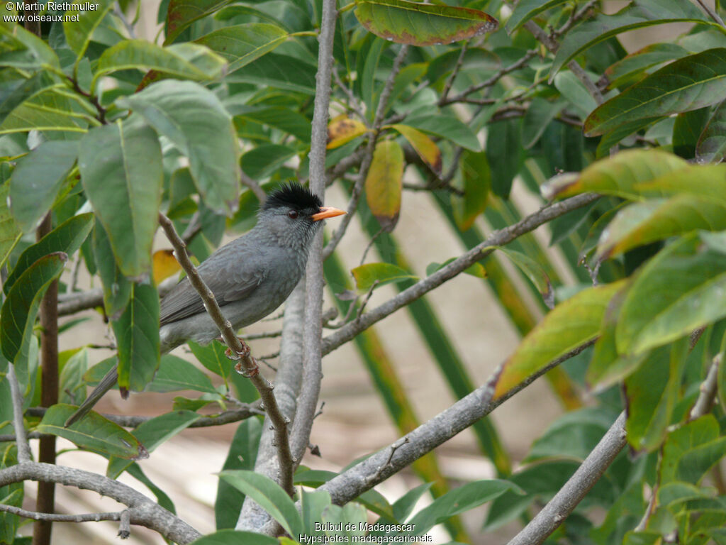 Malagasy Bulbuladult