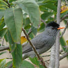 Bulbul de Madagascar