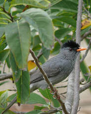 Bulbul de Madagascar