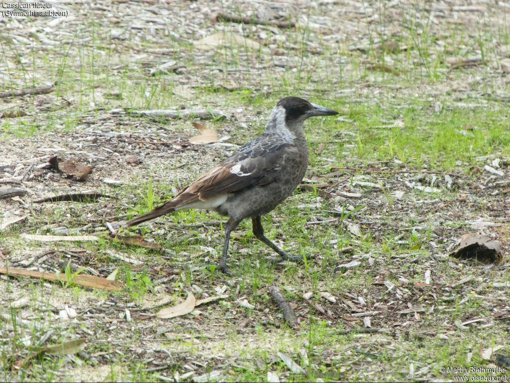 Australian Magpieimmature, identification, moulting, aspect, pigmentation, walking