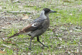 Australian Magpie