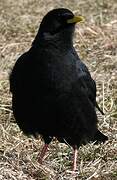 Alpine Chough