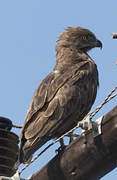 Brown Snake Eagle