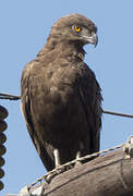 Brown Snake Eagle