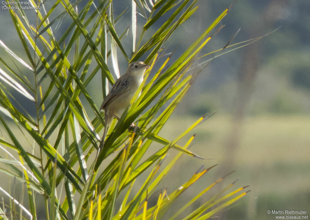 Cisticole striée