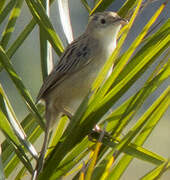 Croaking Cisticola