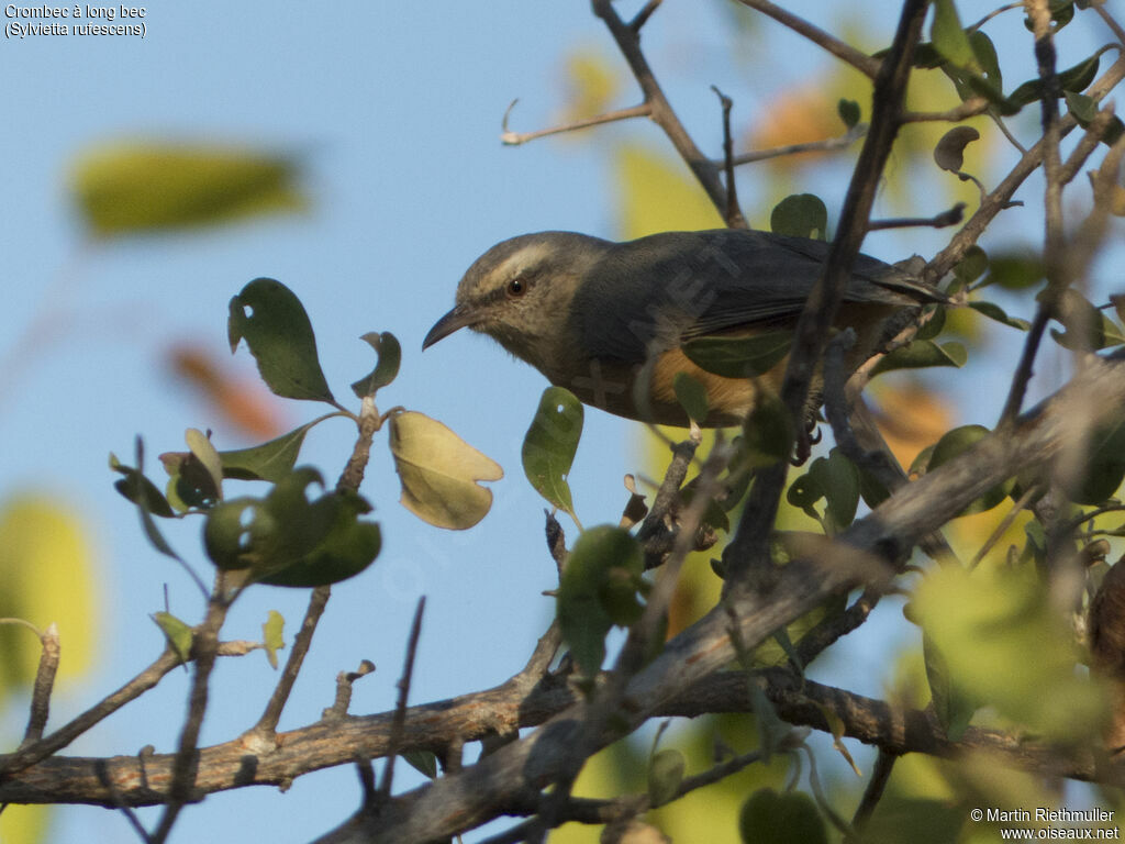 Long-billed Crombec