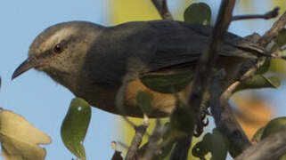 Long-billed Crombec