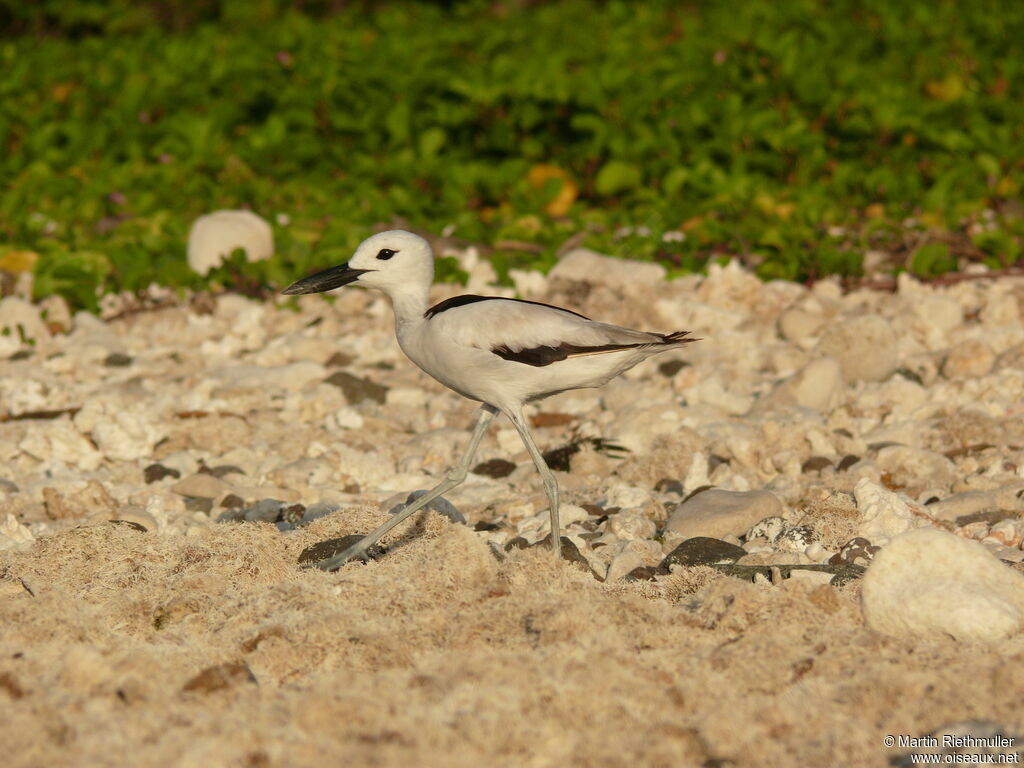 Drome ardéoleimmature, identification, marche