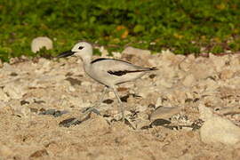 Crab-plover