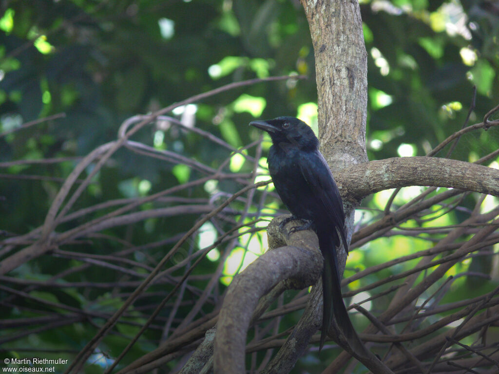 Mayotte Drongoadult