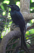 Mayotte Drongo