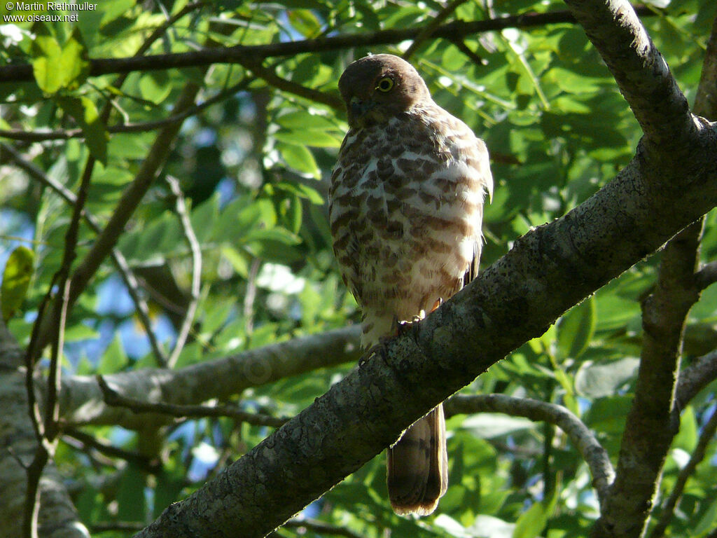 Frances's Sparrowhawkadult