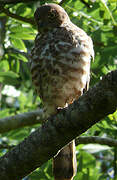 Frances's Sparrowhawk