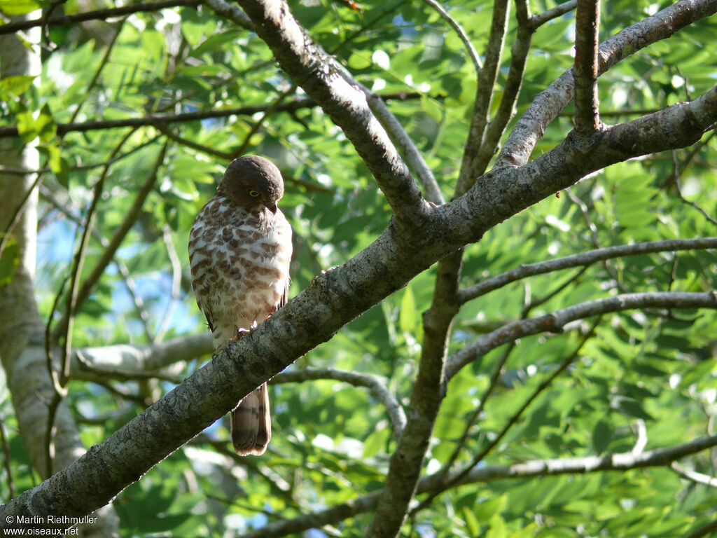 Frances's Sparrowhawkadult