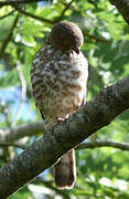 Frances's Sparrowhawk