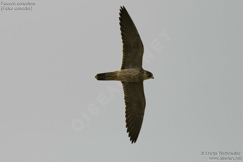 Sooty Falconimmature, identification, Flight