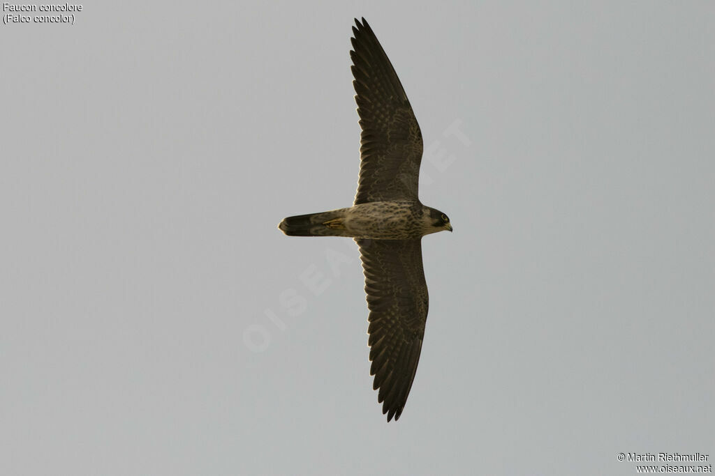 Sooty Falconimmature, identification, Flight