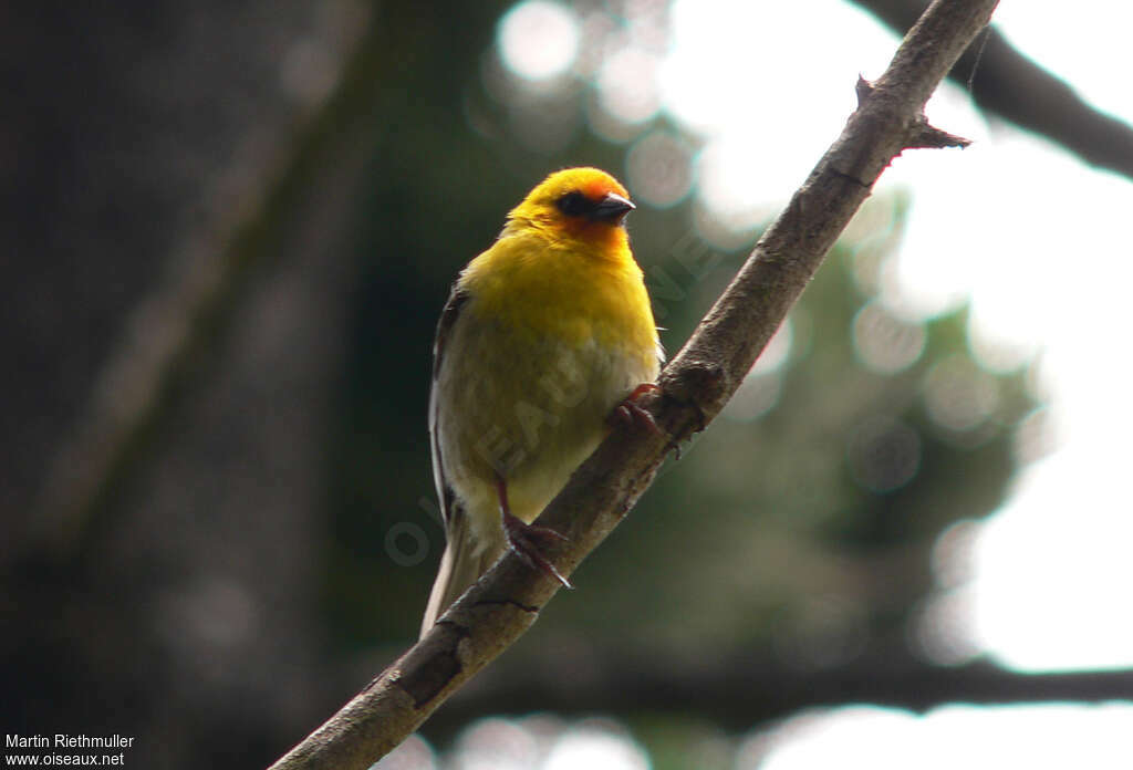 Rodrigues Fody male adult breeding