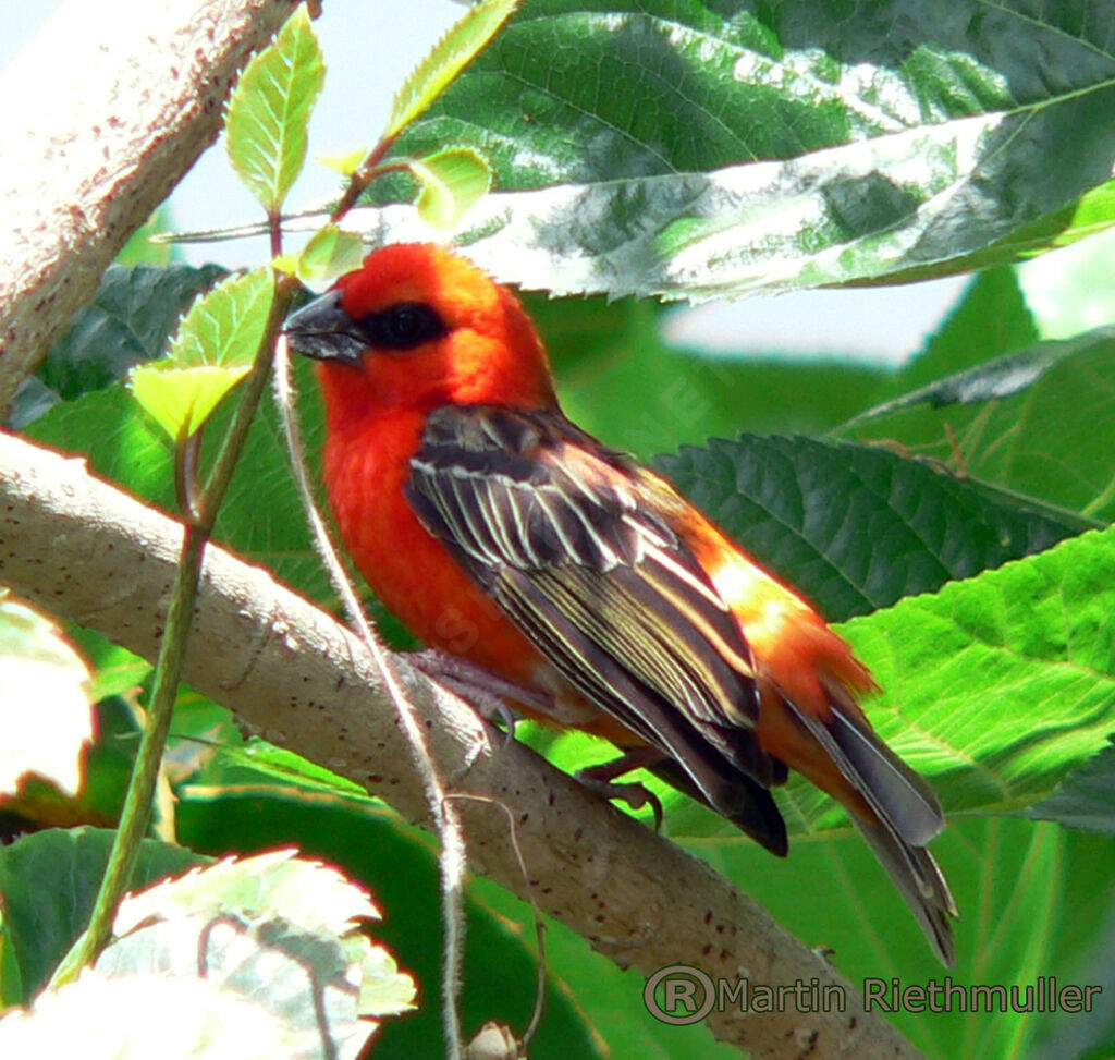 Red Fody male adult breeding