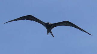 Lesser Frigatebird