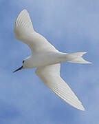 White Tern