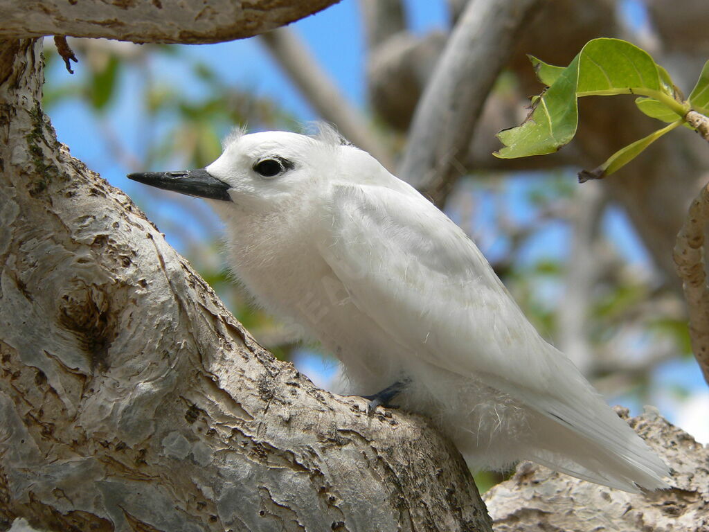 White Ternjuvenile