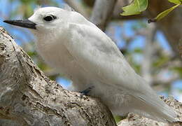 White Tern