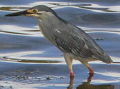 Striated Heron