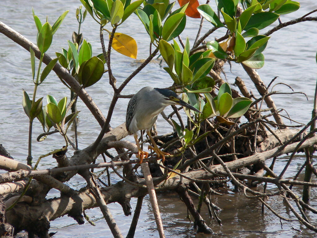 Striated Heronadult breeding