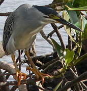 Striated Heron