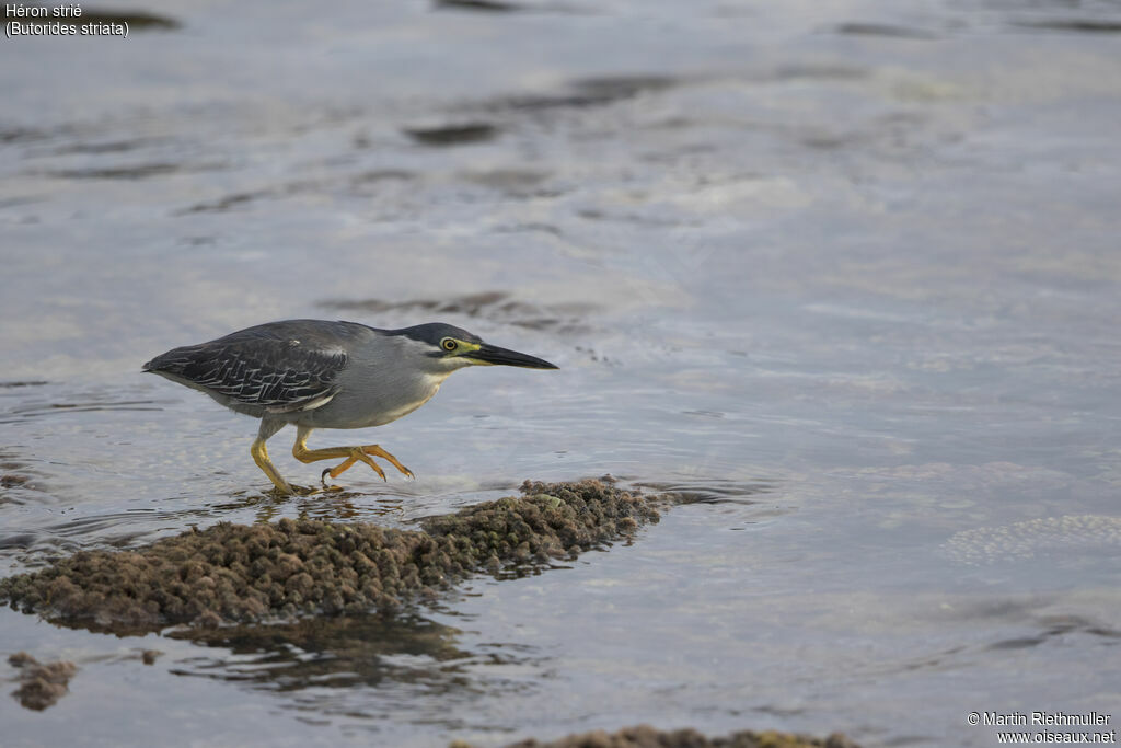 Striated Heron, habitat, walking