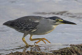 Striated Heron