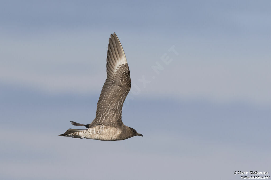 Long-tailed JaegerFirst year, identification, aspect