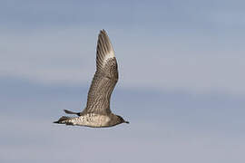 Long-tailed Jaeger